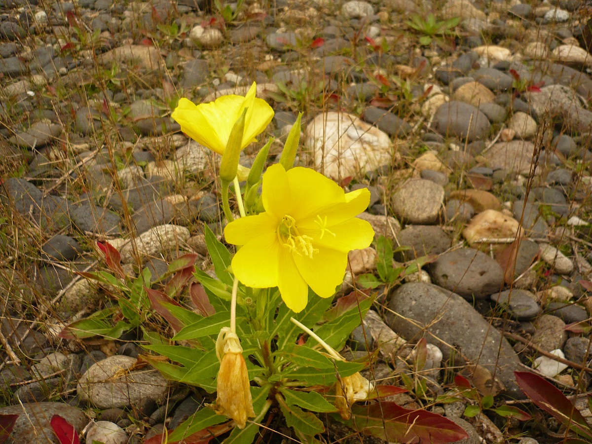 Oenothera glazioviana (Onagraceae)